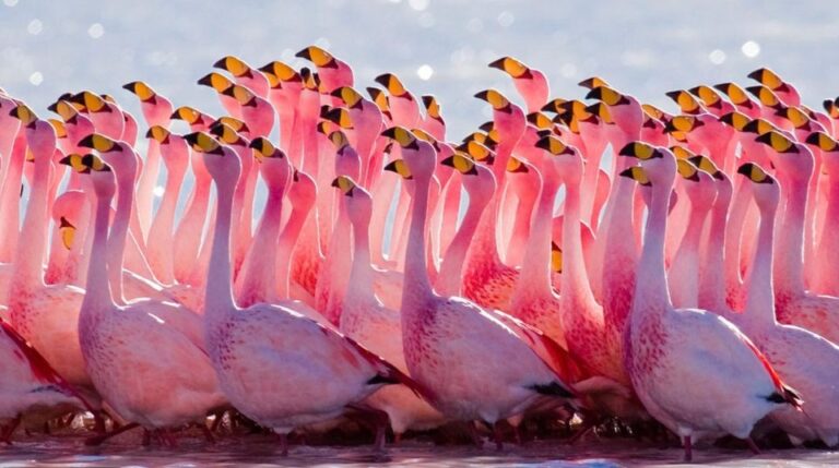From Uyuni: Geyser and Uyuni Salt Flats 3-Days Flamingos
