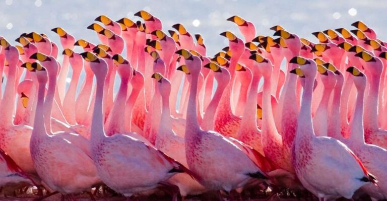 From Uyuni: Geyser and Uyuni Salt Flats 3-Days Flamingos