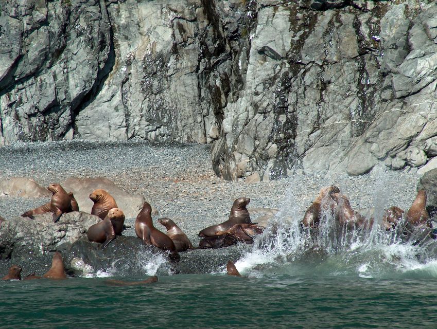 From Valdez: 7.5-hour Meares Glacier & Wildlife Cruise