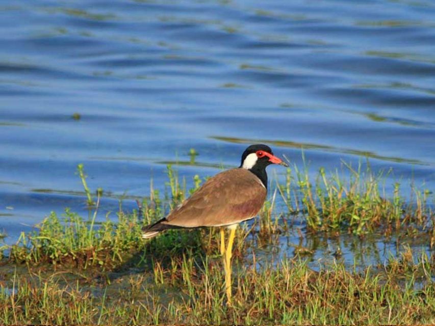 1 from yala hidden gems of bundala national park From Yala: Hidden Gems of Bundala National Park