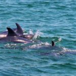 1 full day dolphin watching tour from lisbon Full-Day Dolphin Watching Tour From Lisbon