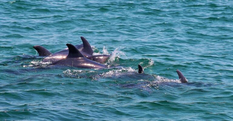 Full-Day Dolphin Watching Tour From Lisbon