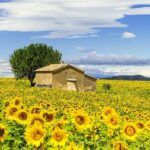 1 full day guided tour around historical provence mar Full-Day Guided Tour Around Historical Provence (Mar )