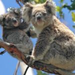 1 full day guided wildlife tour in yarra valley safari Full-Day Guided Wildlife Tour in Yarra Valley Safari