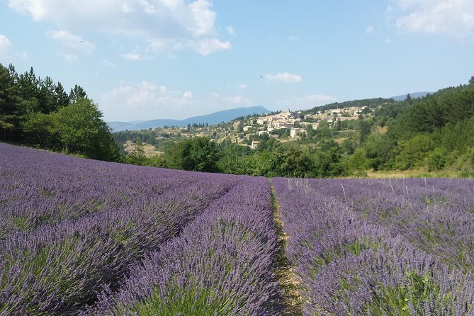 1 full day lavender tour luberon and sault Full Day Lavender Tour Luberon and Sault