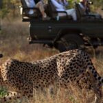 1 full day private kruger safari from hazyview Full Day Private Kruger Safari From Hazyview