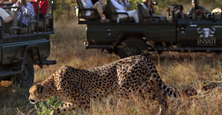Full Day Private Kruger Safari From Hazyview