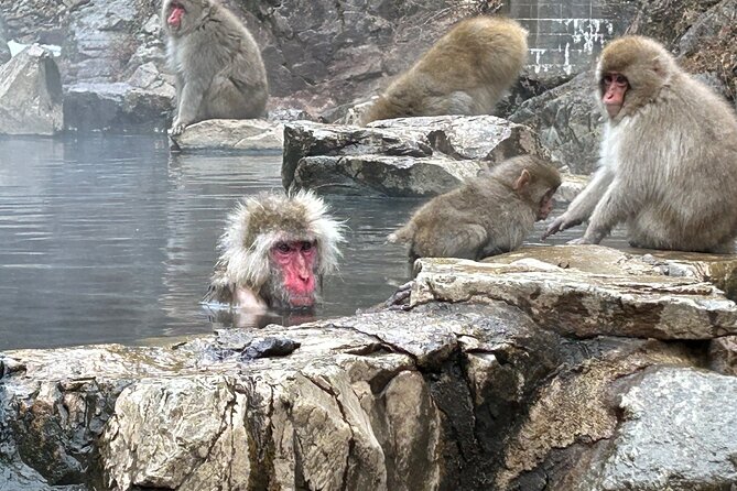 Full Day Snow Monkey Tour To-And-From Tokyo, up to 12 Guests