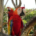 1 full day tour isla baru national aviary of colombia and playa blanca Full-Day Tour Isla Baru - National Aviary of Colombia and Playa Blanca