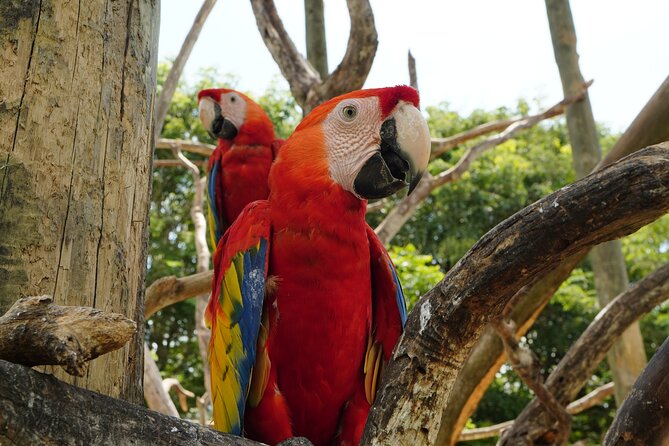 Full-Day Tour Isla Baru – National Aviary of Colombia and Playa Blanca