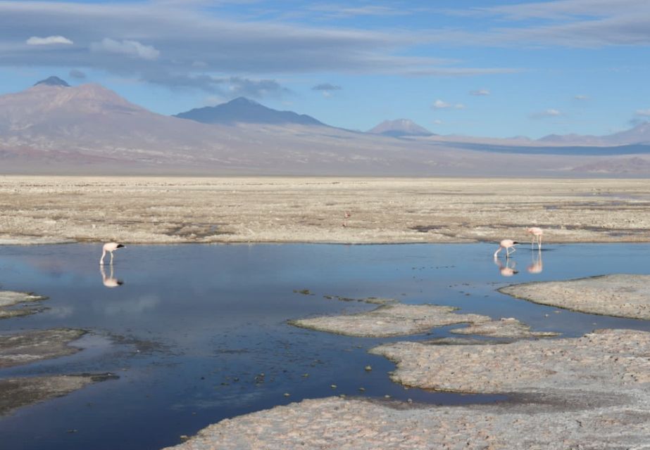 1 full day tour to lagunas altiplanicas piedras rojas and laguna Full Day Tour to Lagunas Altiplanicas, Piedras Rojas, and Laguna Chaxa