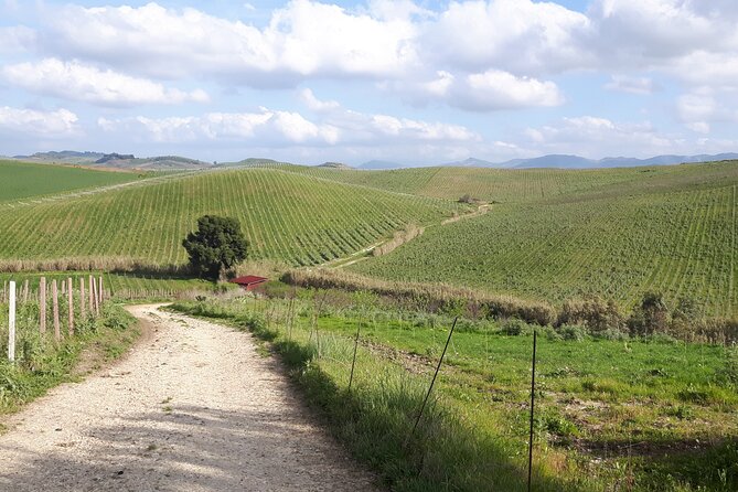 Full-Day Wine Tour in Western Sicily