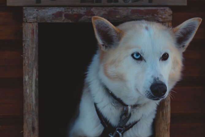 1 fun easy dog sledding adventure noon tour Fun & Easy Dog Sledding Adventure - Noon Tour