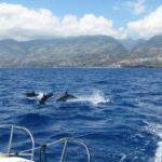 1 funchal dolphin and whale watching catamaran cruise Funchal: Dolphin and Whale Watching Catamaran Cruise