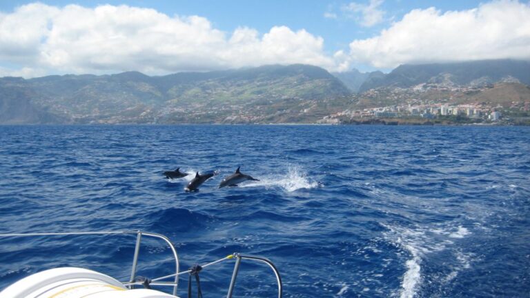 Funchal: Dolphin and Whale Watching Catamaran Cruise