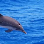 1 funchal private catamaran tour with dolphin watching Funchal: Private Catamaran Tour With Dolphin Watching