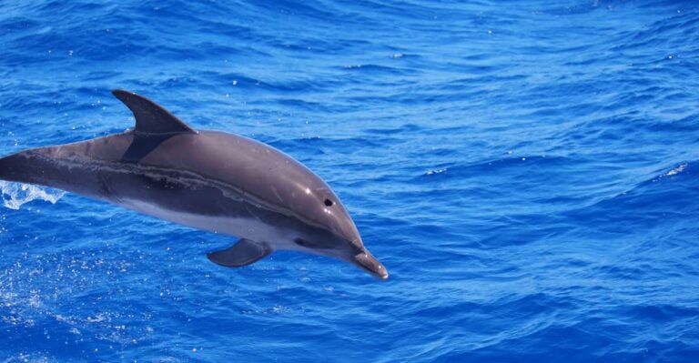 Funchal: Private Catamaran Tour With Dolphin Watching