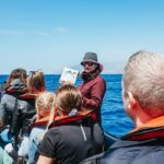 1 funchal whale and dolphin watching speed boat tour Funchal: Whale and Dolphin Watching Speed Boat Tour