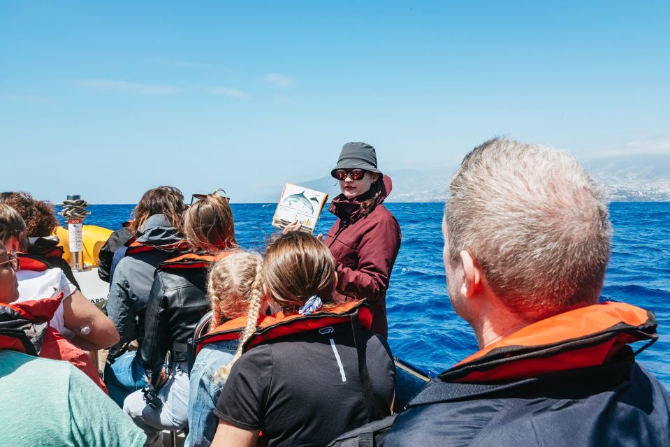 1 funchal whale and dolphin watching speed boat tour Funchal: Whale and Dolphin Watching Speed Boat Tour
