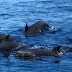 1 galle mirissa majesty exclusive whales dolphins cruise Galle: Mirissa Majesty: Exclusive Whales & Dolphins Cruise