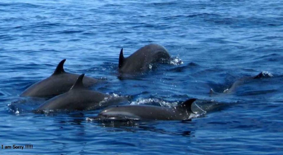 1 galle mirissa majesty exclusive whales dolphins cruise Galle: Mirissa Majesty: Exclusive Whales & Dolphins Cruise