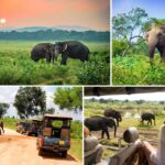 1 galle unawatuna to udawalawe national park safari tour Galle (Unawatuna) To Udawalawe National Park Safari Tour