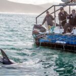 1 gansbaai shark dive whale watching combo boat trip Gansbaai: Shark Dive & Whale Watching Combo Boat Trip
