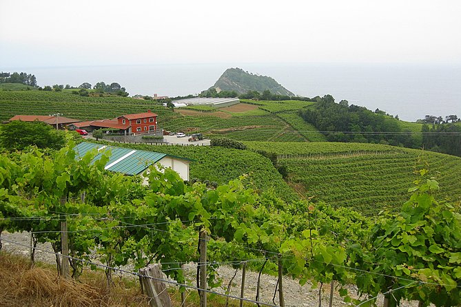 Getaria Txakoli Wine Tour With Hotel Pick-Up From San Sebastian