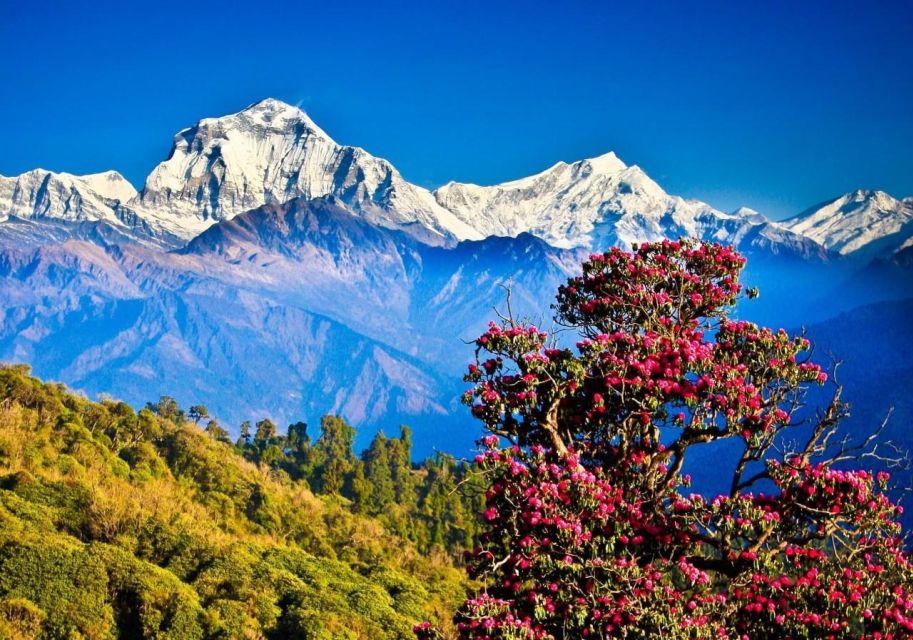 1 ghorepani poon hill ghandruk trek with guide Ghorepani Poon Hill Ghandruk Trek With Guide