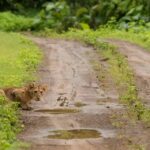 1 gir national park gir forest lion safari in open jeep Gir National Park: Gir Forest Lion Safari in Open Jeep
