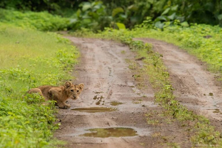 Gir National Park: Gir Forest Lion Safari in Open Jeep