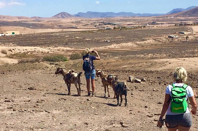 1 goat trekking fuerteventura Goat Trekking Fuerteventura
