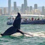 1 gold coast whale watching cruise Gold Coast Whale Watching Cruise