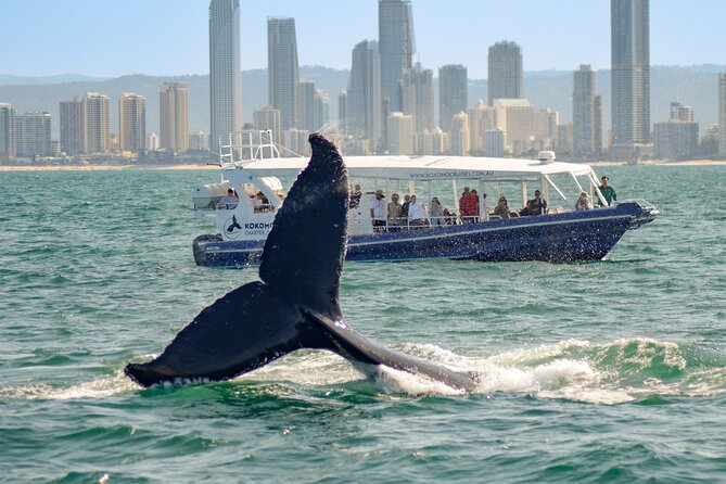 1 gold coast whale watching cruise Gold Coast Whale Watching Cruise