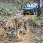 1 golden triangle tour with ranthambore tiger safari Golden Triangle Tour With Ranthambore Tiger Safari