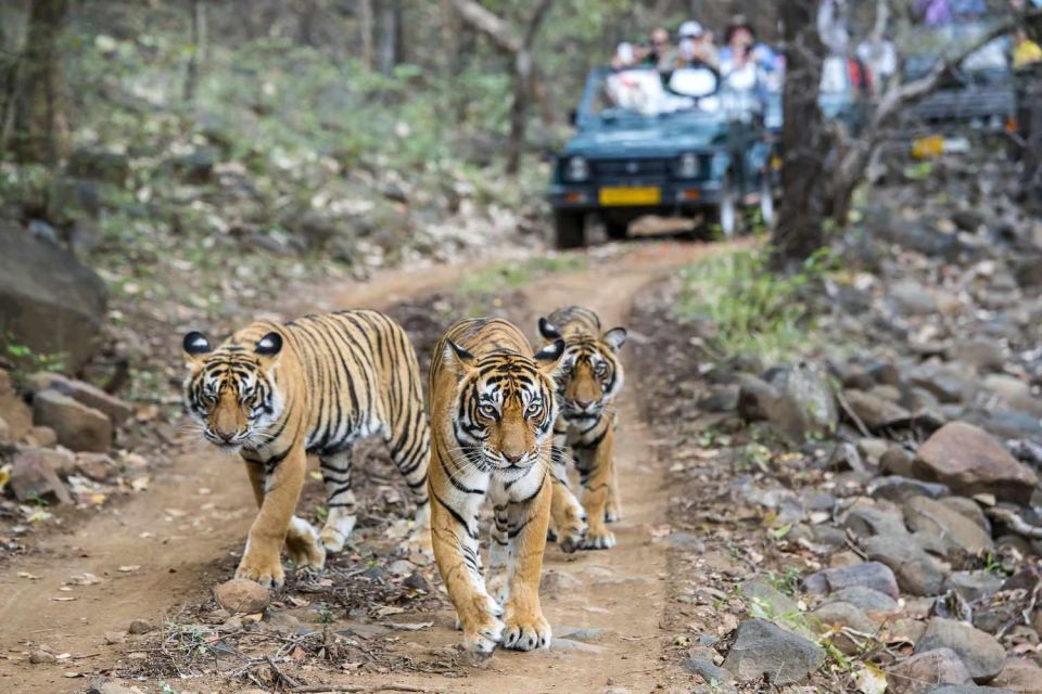 1 golden triangle tour with ranthambore tiger safari Golden Triangle Tour With Ranthambore Tiger Safari