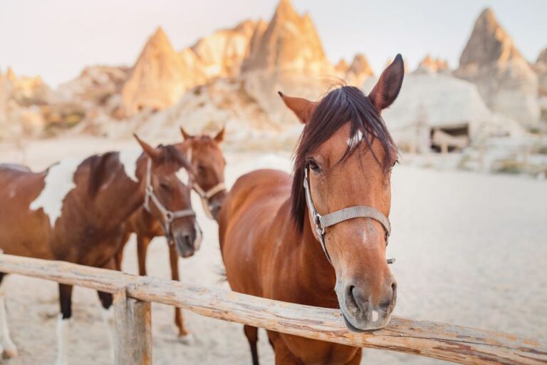 Göreme: Horseback Riding Experience in Cappadocia