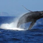 1 great whale watching at kerama islands and zamami island Great Whale Watching at Kerama Islands and Zamami Island