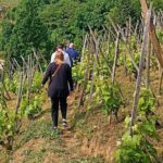 1 guided day tour and wine tasting northern rhone valley Guided Day Tour and Wine Tasting Northern Rhône Valley