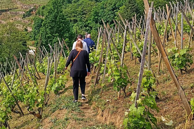 Guided Day Tour and Wine Tasting Northern Rhône Valley