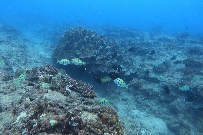Guided Snorkel Tour for Beginners in Honolulu