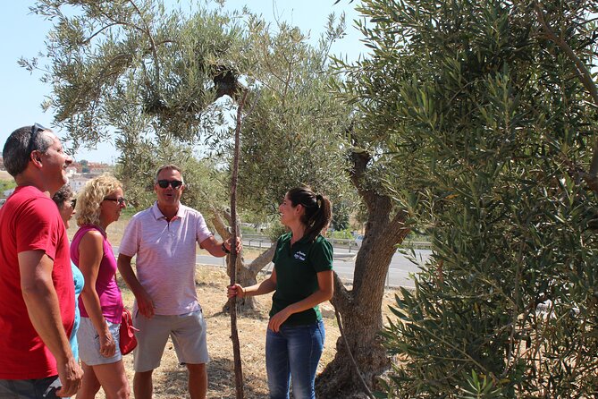 1 guided tour and olive oil tasting in alhaurin el grande malaga Guided Tour and Olive Oil Tasting in Alhaurin El Grande (Málaga)