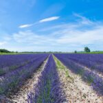 1 guided tour of lavender distillery between provence camargue Guided Tour of Lavender Distillery Between Provence & Camargue
