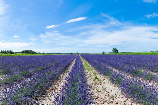 1 guided tour of lavender distillery between provence camargue Guided Tour of Lavender Distillery Between Provence & Camargue