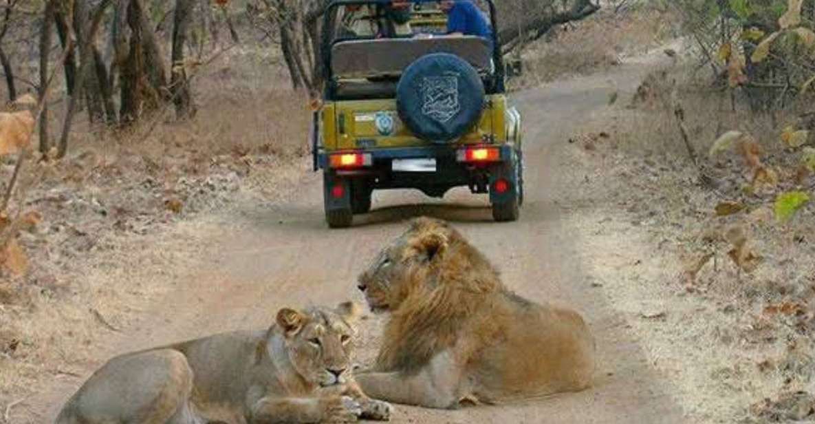 Gujarat: Gir National Park Guided Jeep Safari - Key Points