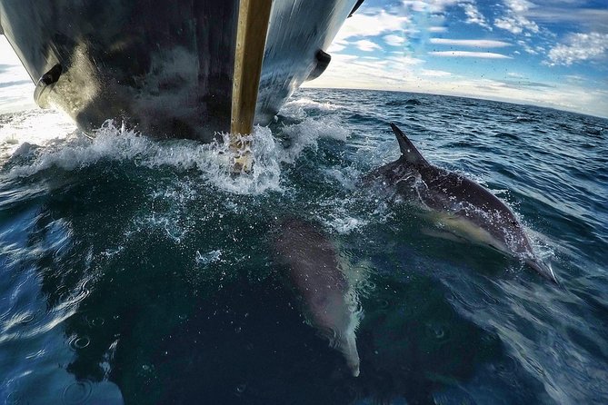 1 half day dolphin wildlife cruise tauranga Half Day Dolphin & Wildlife Cruise - Tauranga