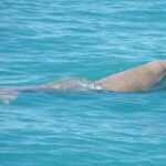 1 half day eco cruise to spot snubfin dolphins dugongs and more mar Half-Day Eco Cruise to Spot Snubfin Dolphins, Dugongs and More (Mar )