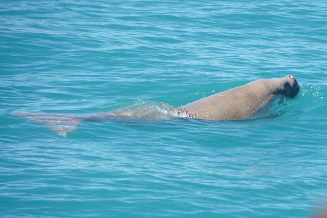 Half-Day Eco Cruise to Spot Snubfin Dolphins, Dugongs and More (Mar )