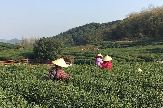 Half-Day Hangzhou Yunxi Bamboo Forest and Tea Plantation Experience