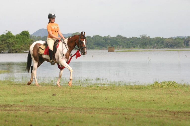 Half Day Horse Riding in Dambulla